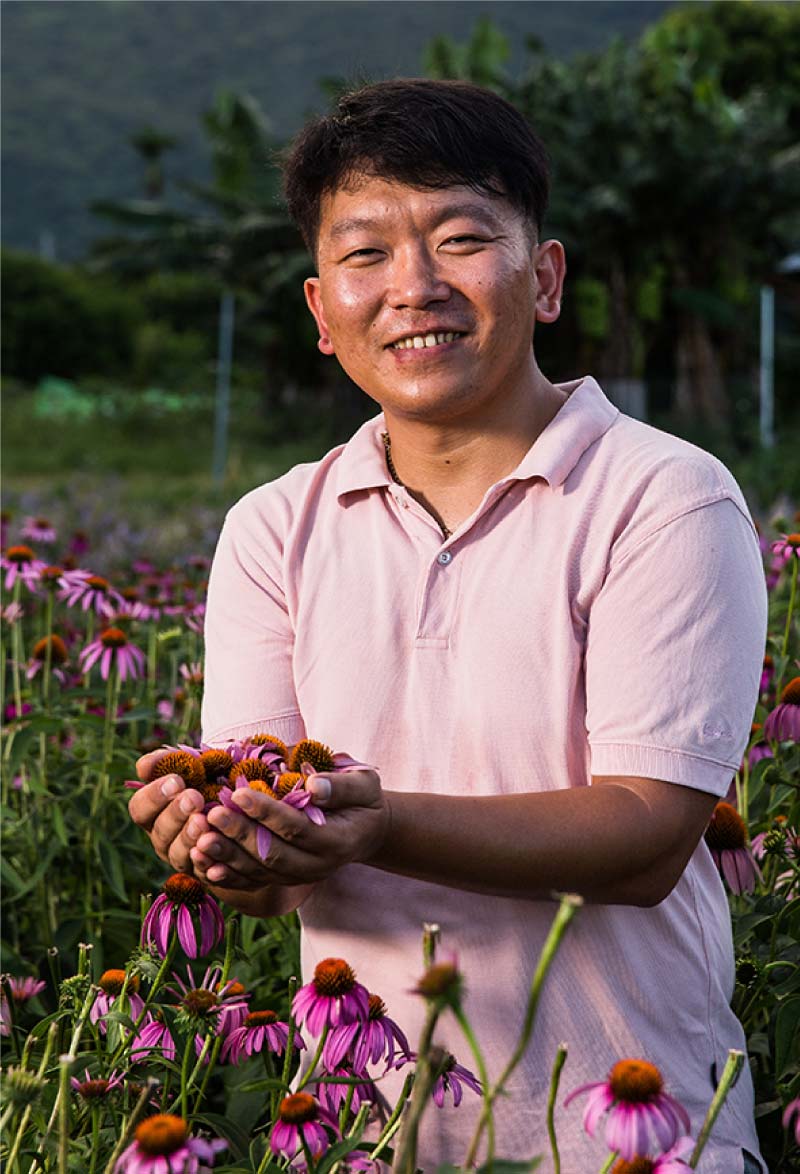 農銘有機紫錐菊花茶製作過程