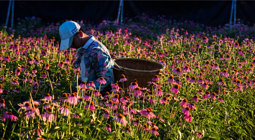 摘採有機紫錐菊花