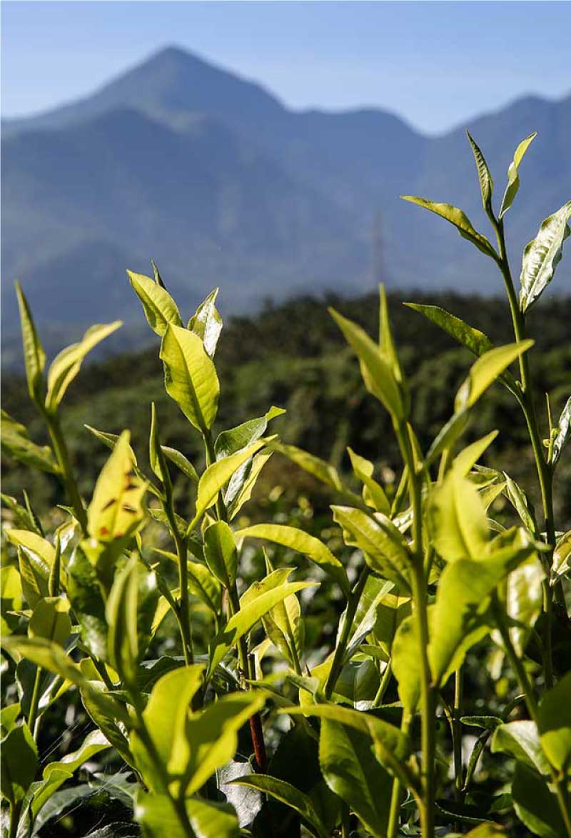 魚池鄉天然環境栽種有機阿薩姆紅茶